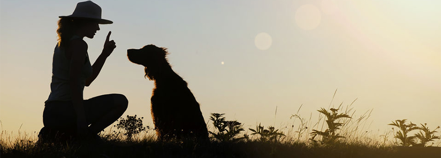 Dog Training For Humans LionSpeak